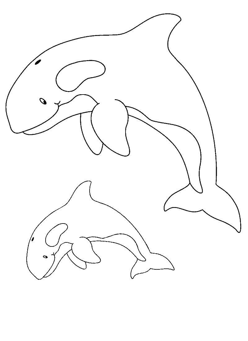 Coloring Orcas. Category marine. Tags:  Underwater, whale.