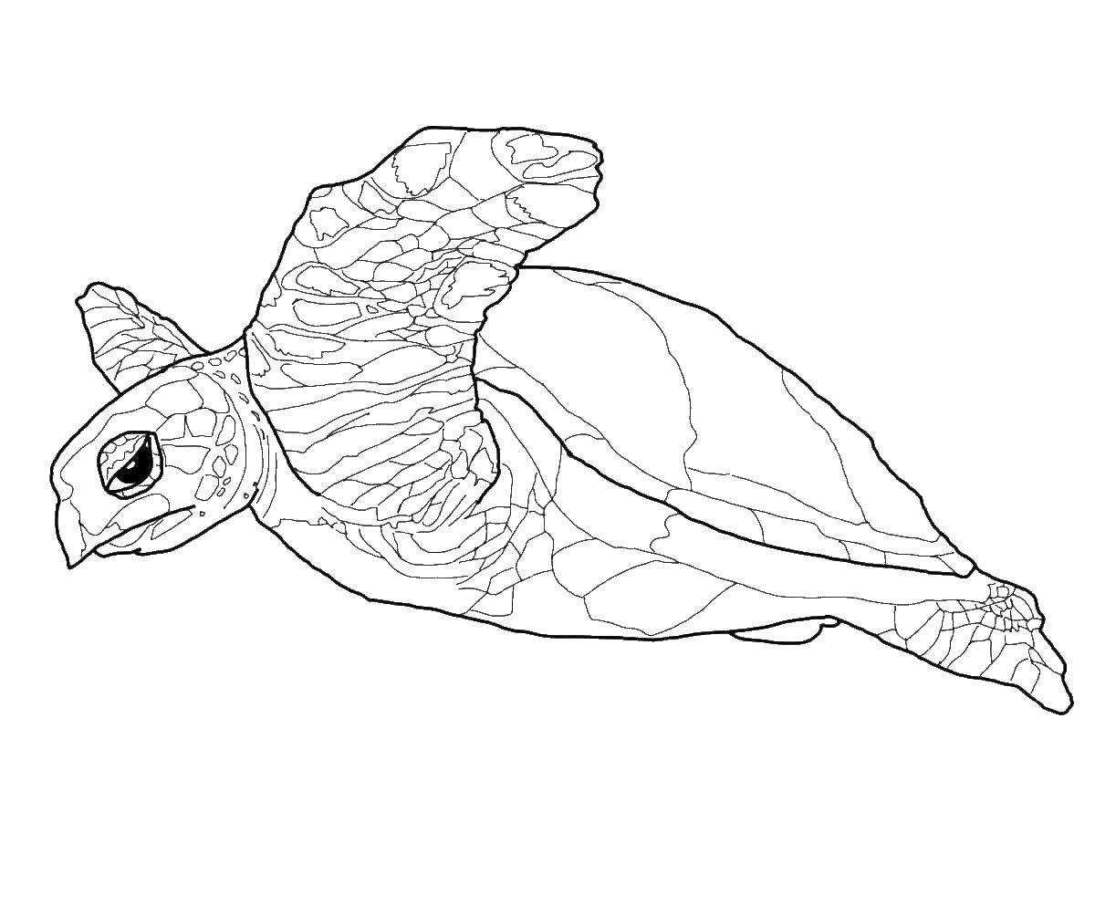 Название: Раскраска Черепаха. Категория: черепашки ниндзя. Теги: животные, черепаха, панцирь.