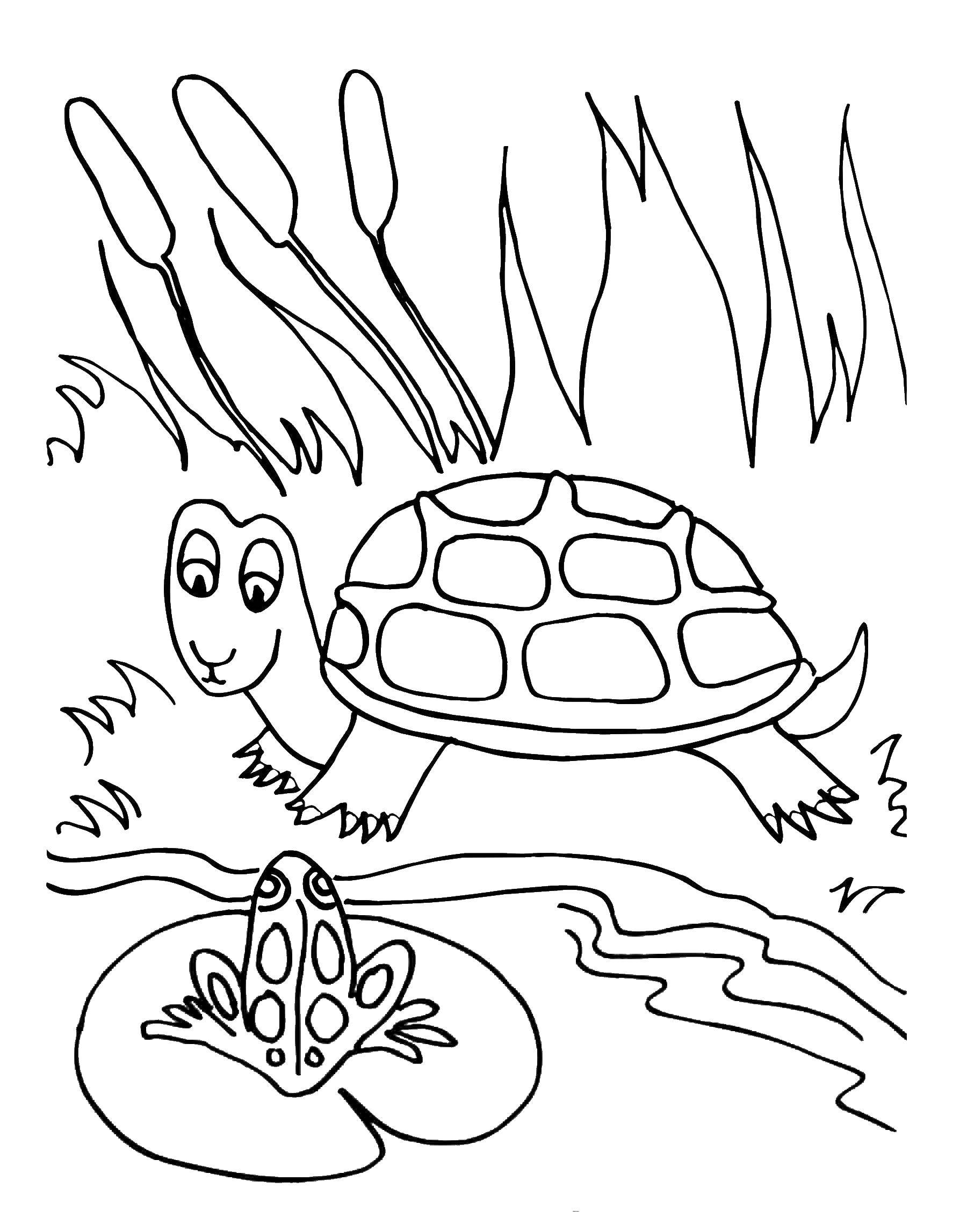 Название: Раскраска Черепашка и лягушка. Категория: Животные. Теги: животные, черепаха, панцирь, лягушка.