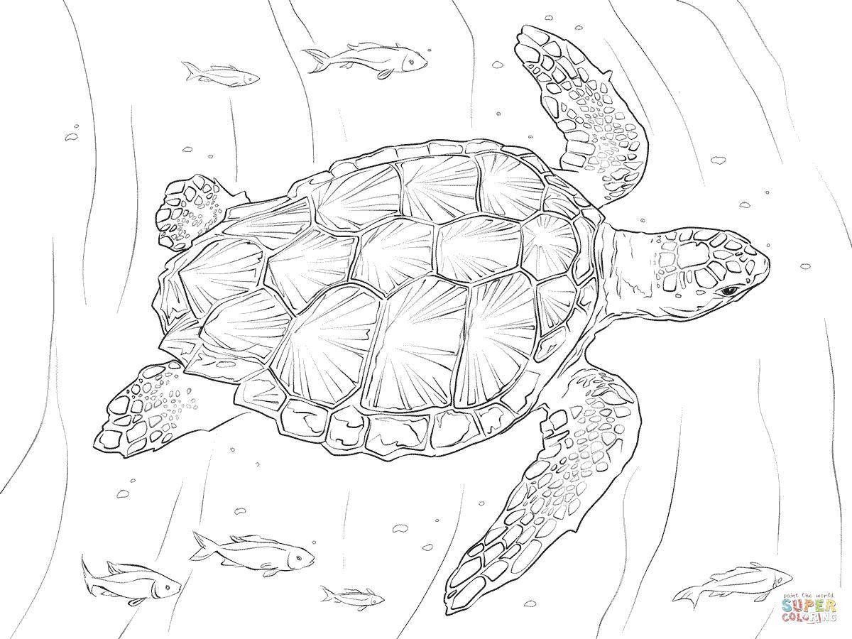 Название: Раскраска Морская черепашка. Категория: рептилии. Теги: Рептилия, черепаха.