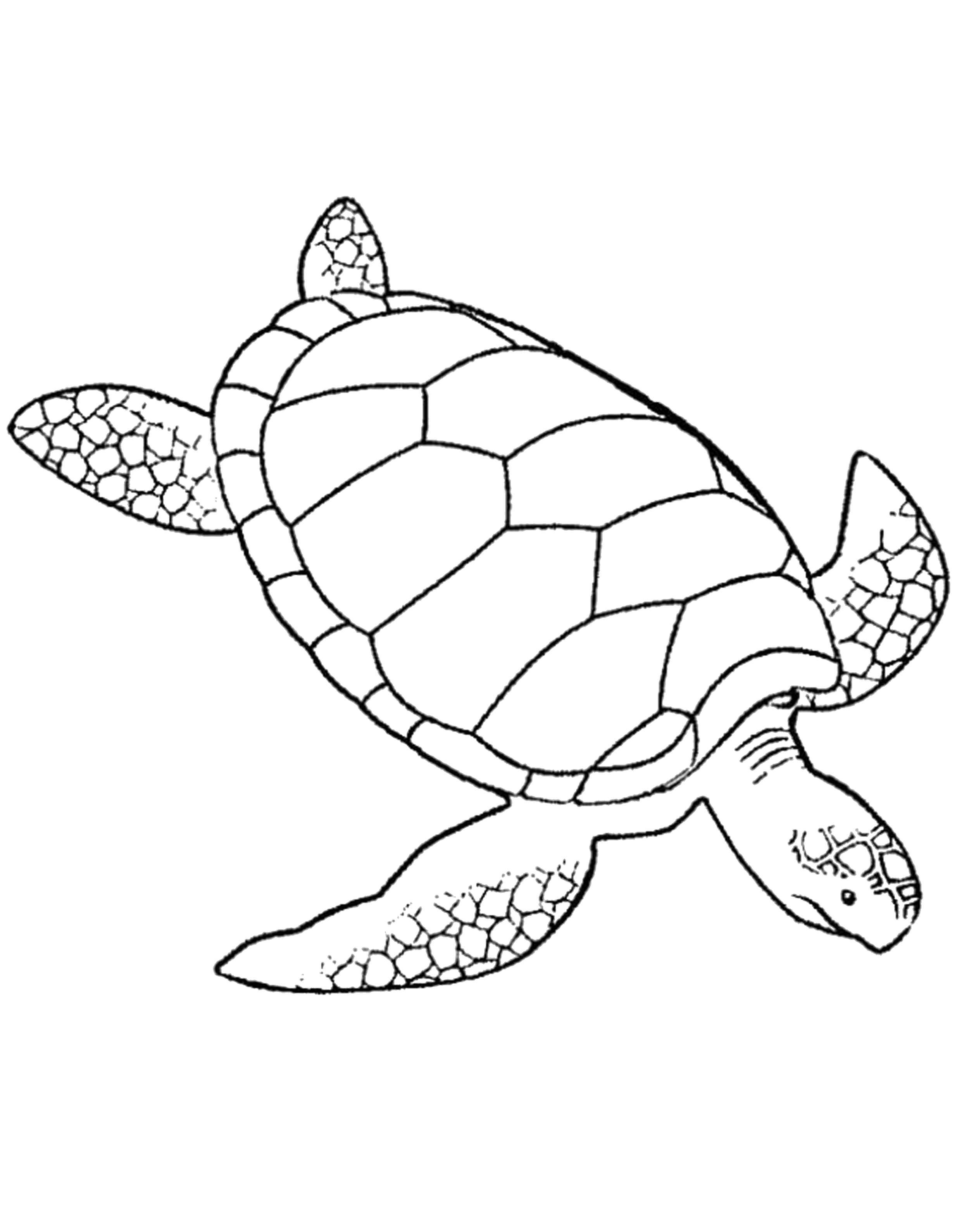 Название: Раскраска Морская черепашка. Категория: рептилии. Теги: Рептилия, черепаха.