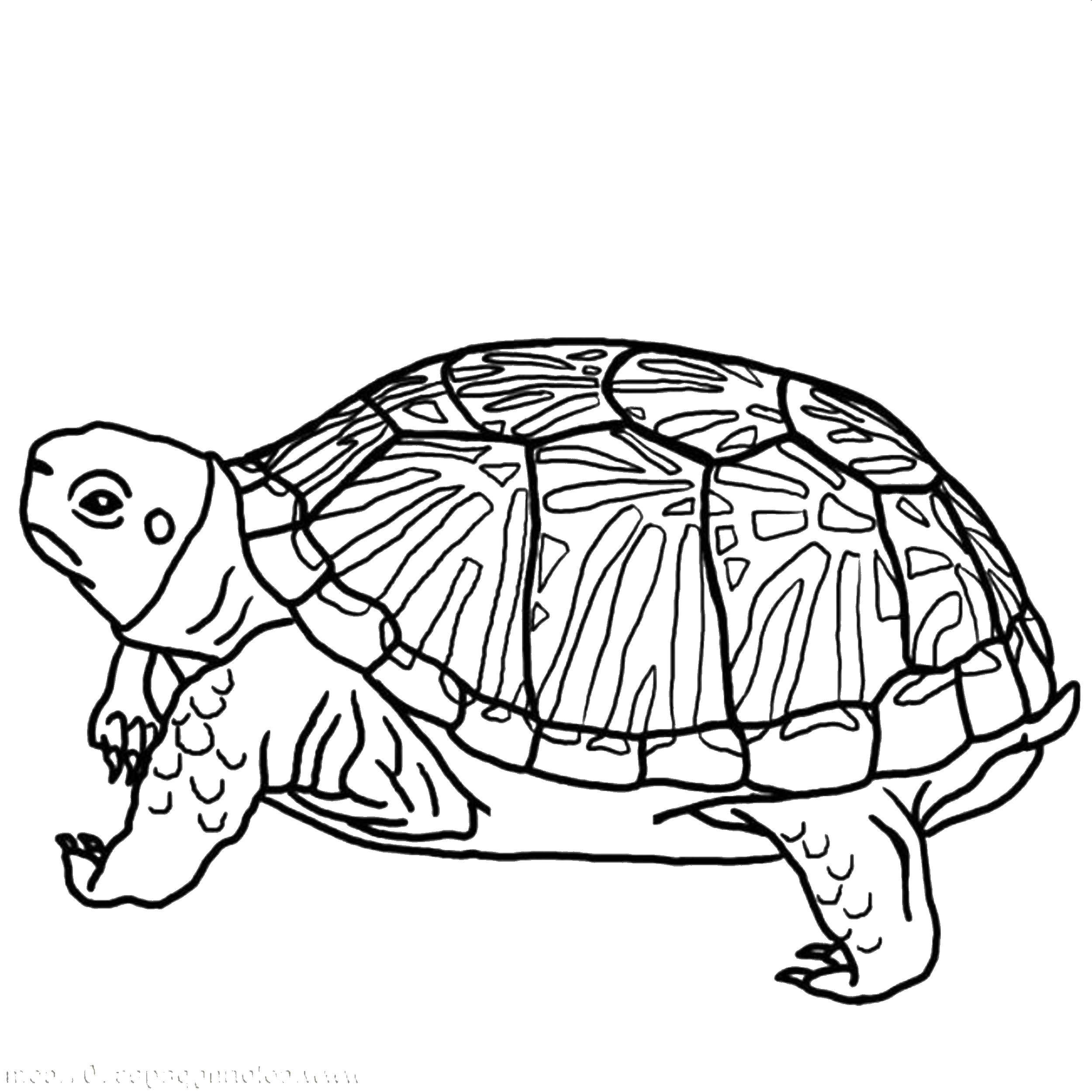 Coloring Old turtle. Category reptiles. Tags:  Reptile, turtle.