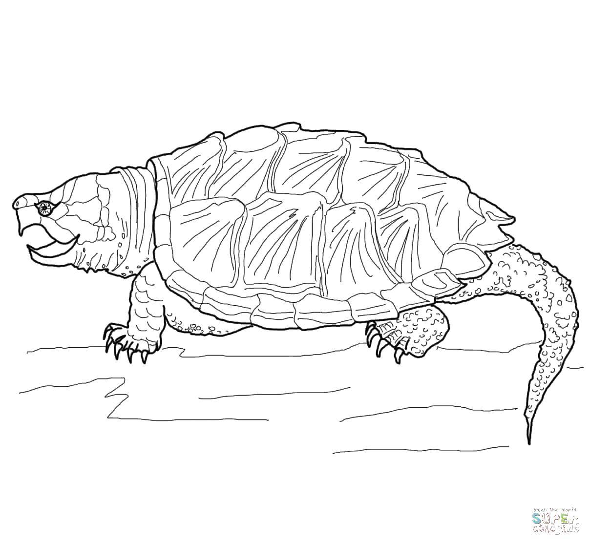 Название: Раскраска Страшная черепаха. Категория: черепашки ниндзя. Теги: Рептилия, черепаха.