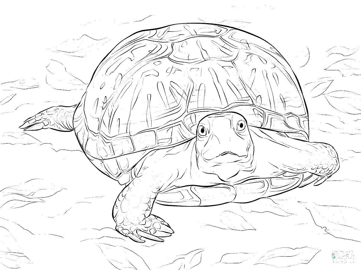 Coloring Turtle. Category Animals. Tags:  animals, turtle, shell.
