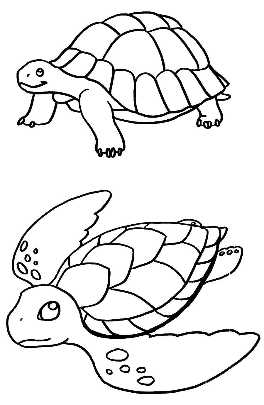 Название: Раскраска Наземная и морская черепахи. Категория: рептилии. Теги: Рептилия, черепаха.