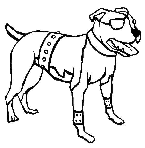 Coloring The pit bull. Category Pets allowed. Tags:  Animals, dog.