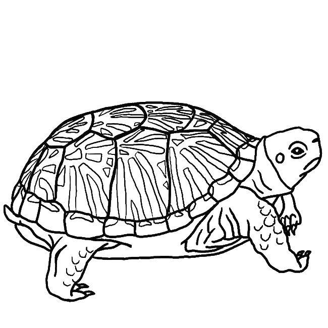 Название: Раскраска Серьезная черепаха. Категория: рептилии. Теги: Рептилия, черепаха.