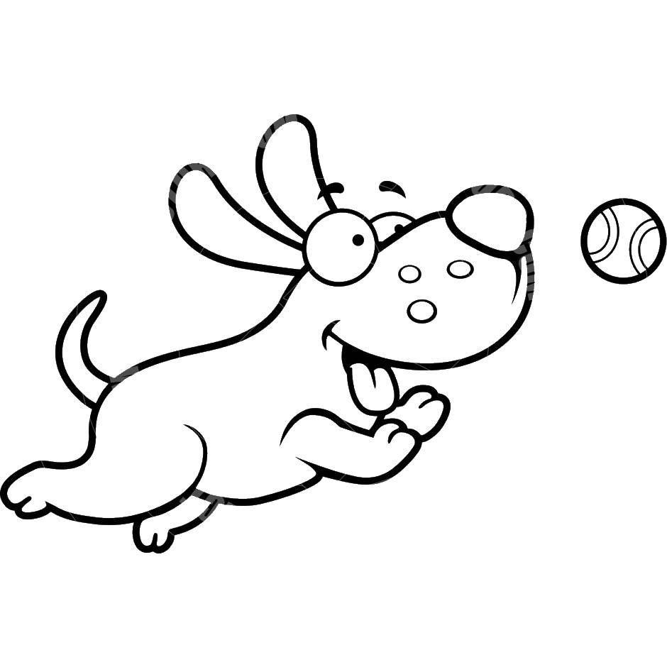 Название: Раскраска Собачка с мячиком. Категория: домашние животные. Теги: животные, собака, мячик.