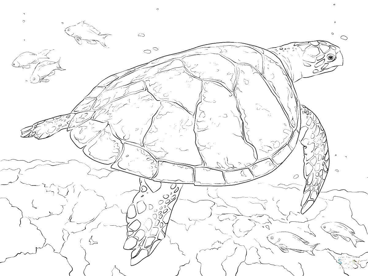 Название: Раскраска Водная черепаха. Категория: Животные. Теги: животные, черепаха, море, вода.