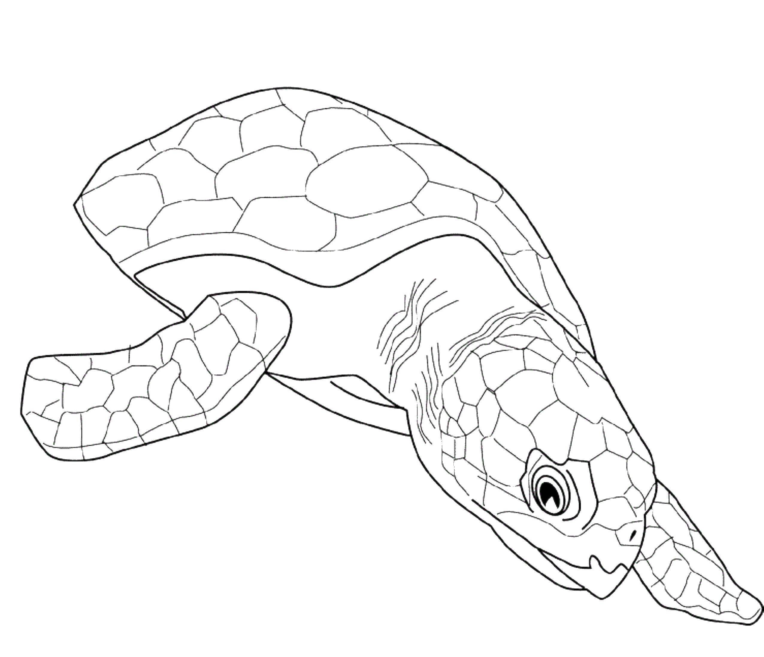 Название: Раскраска Черепаха. Категория: рептилии. Теги: Рептилия, черепаха.