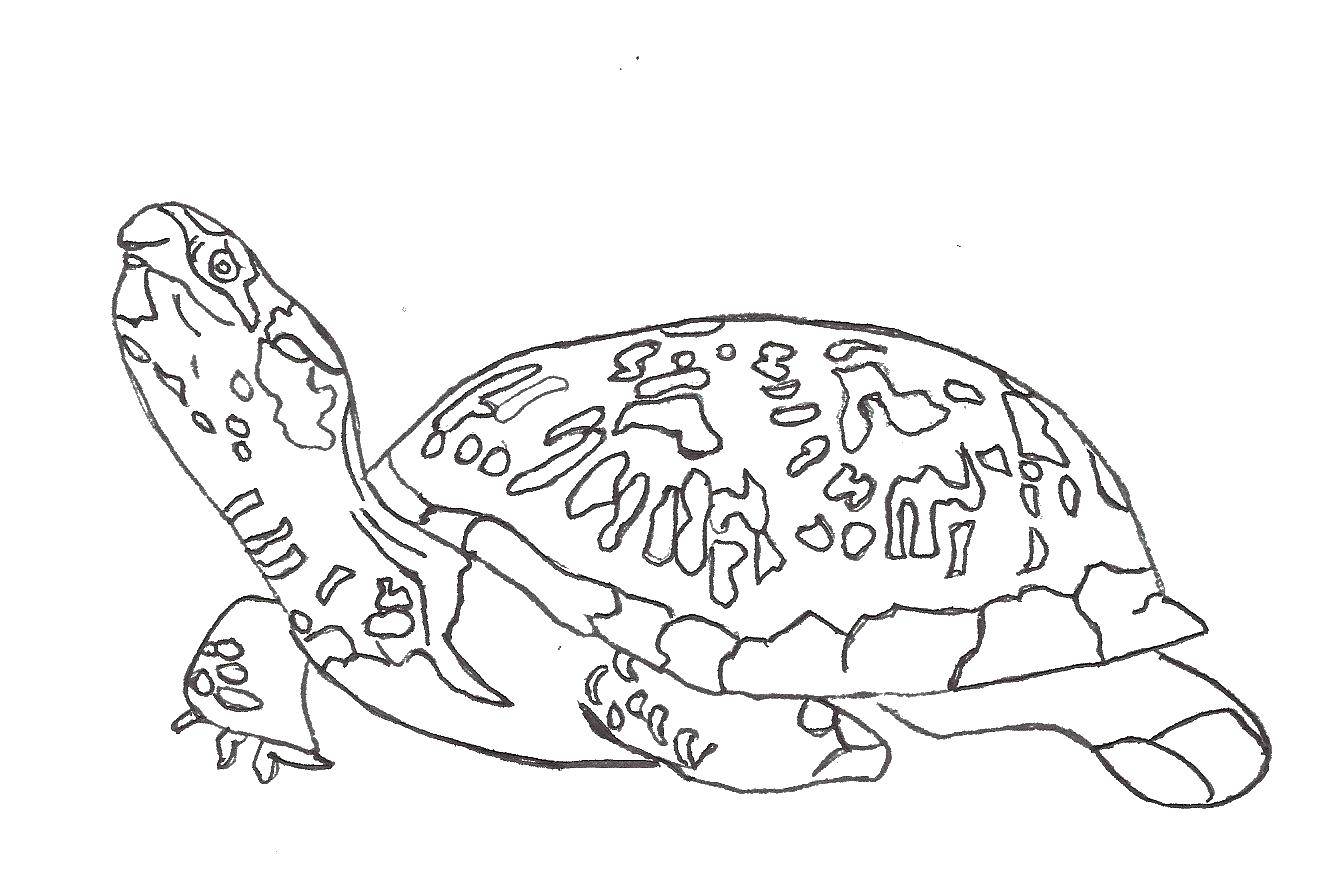 Болотная черепаха раскраска