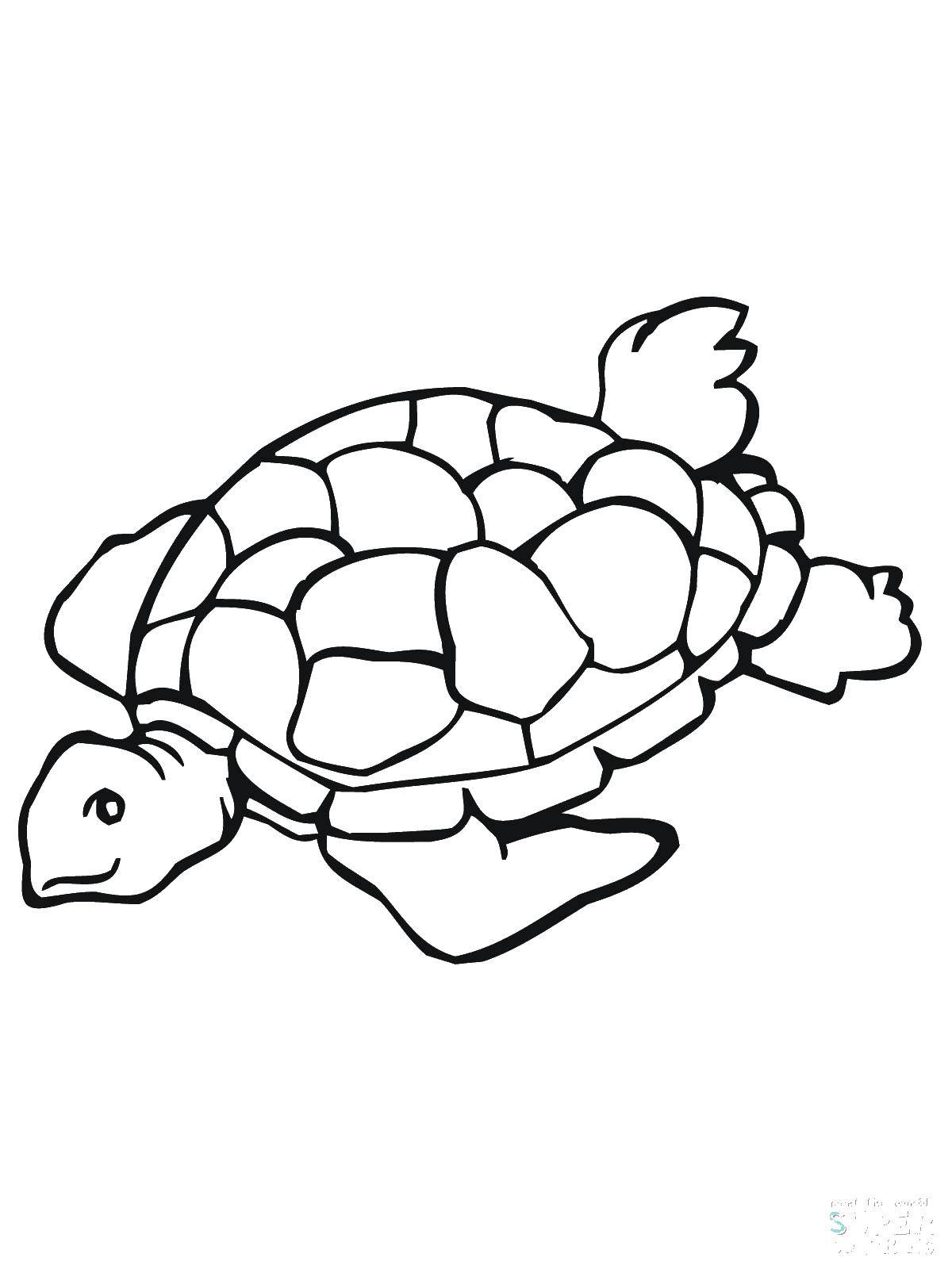 Название: Раскраска Морская черепашка. Категория: морская черепаха. Теги: морская черепашка.