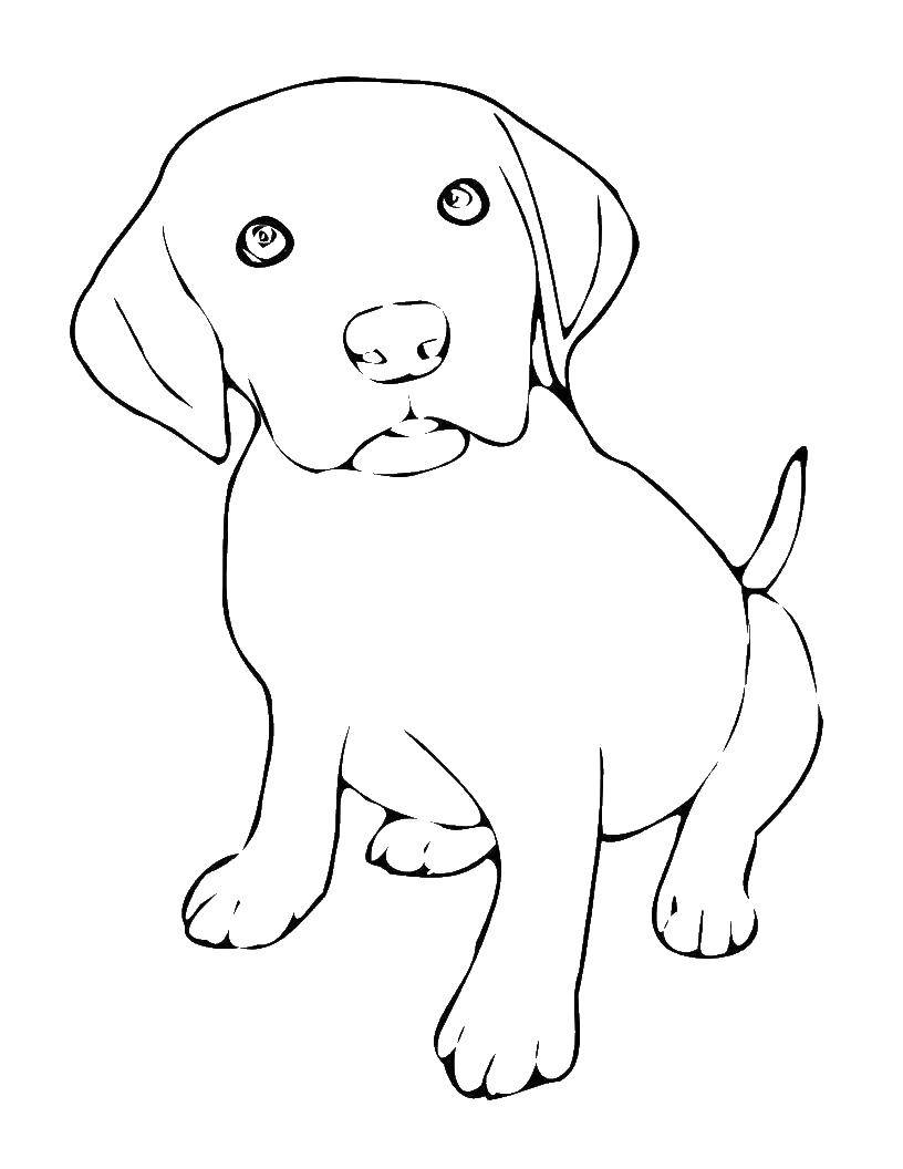 Coloring Puppy Labrador. Category Pets allowed. Tags:  animals, dog, puppy, Labrador.