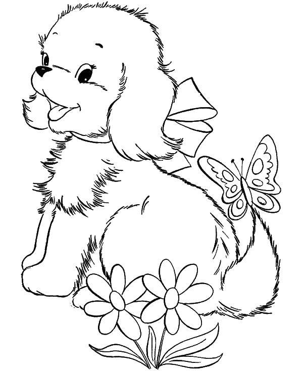 Название: Раскраска Собака с бабочкой. Категория: домашние животные. Теги: Собака, бабочка.