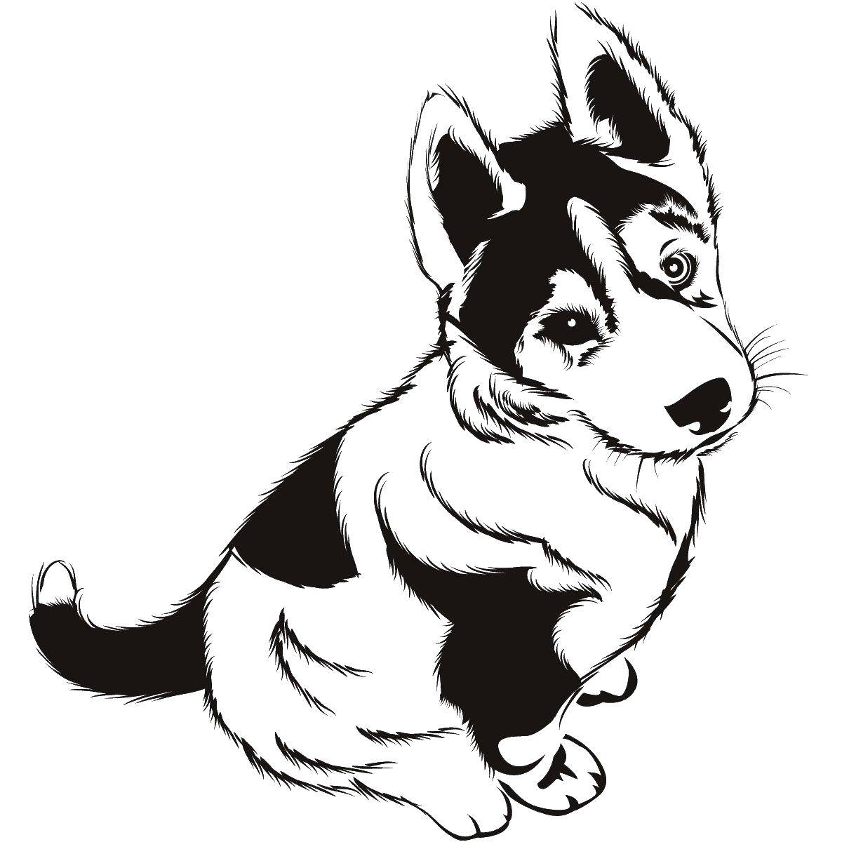 Coloring Cute dog. Category Pets allowed. Tags:  animals, dog, dog.