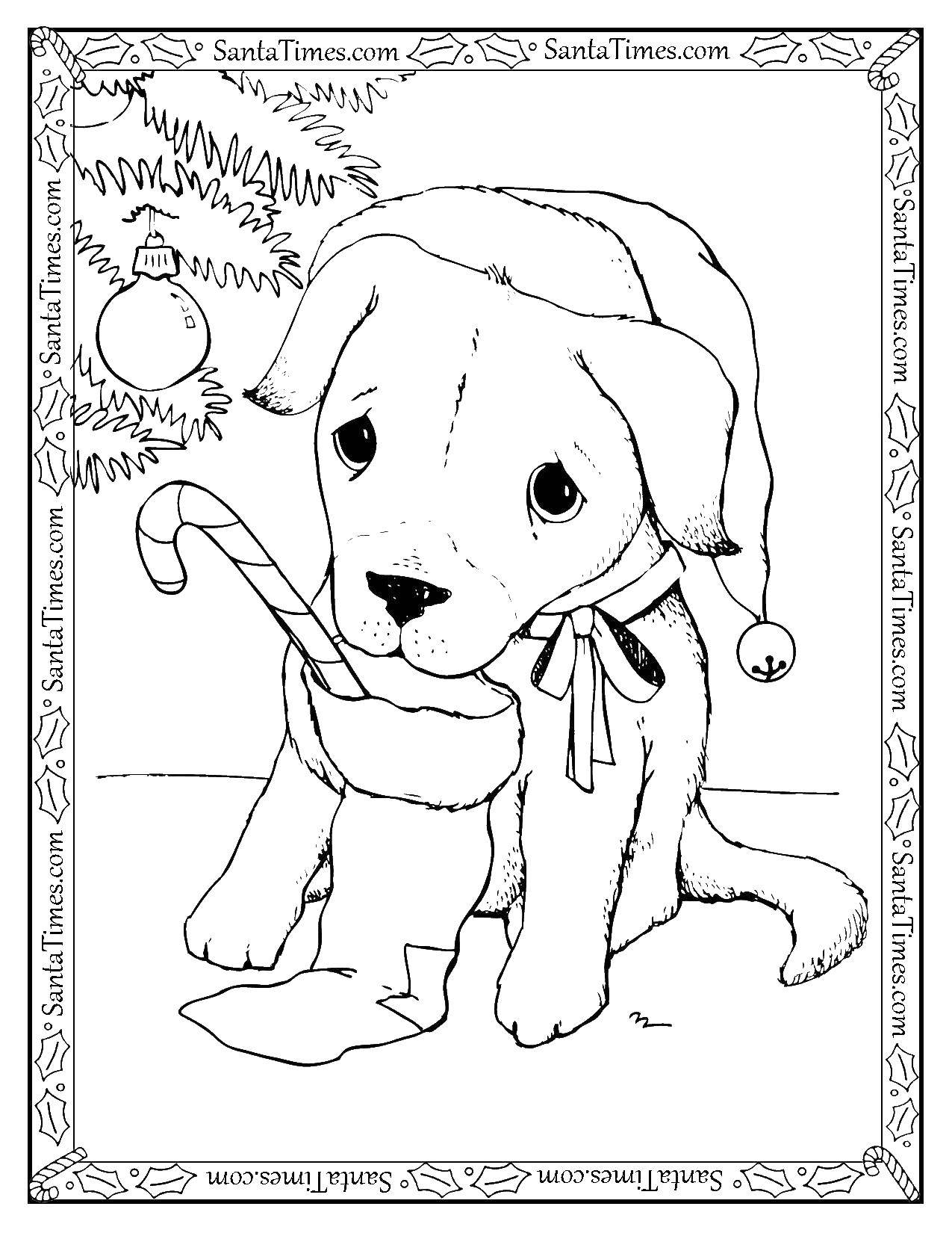 Название: Раскраска Рождественский щенок. Категория: домашние животные. Теги: животные, собака, щенок, рождество.