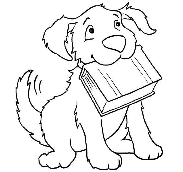 Название: Раскраска Собака с книгой. Категория: домашние животные. Теги: собака, книга.