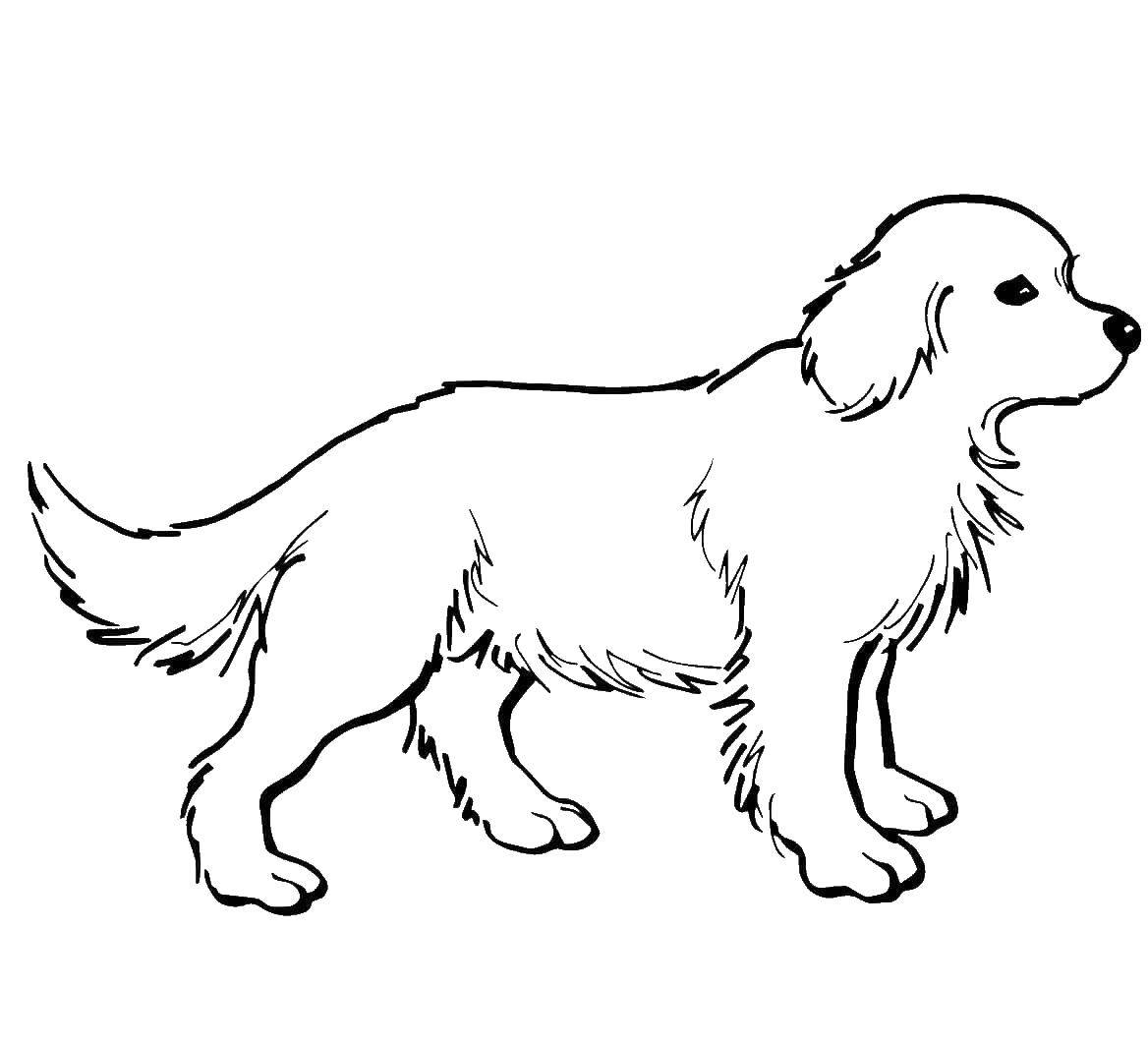 Coloring Dog. Category Pets allowed. Tags:  animals, dog, dog.