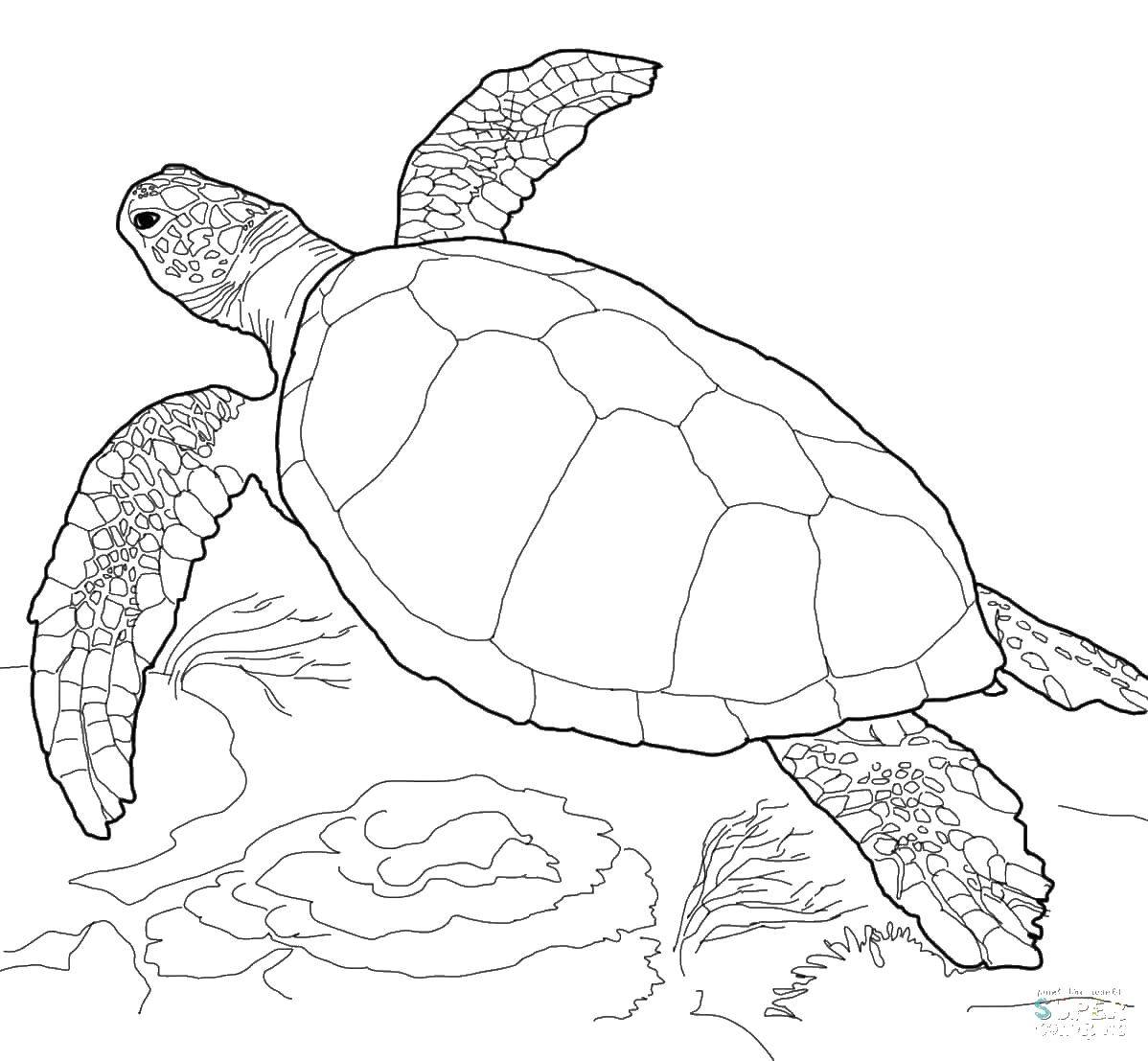 Название: Раскраска Черепаха плывет. Категория: черепашки ниндзя. Теги: животные, черепаха, вода, море.