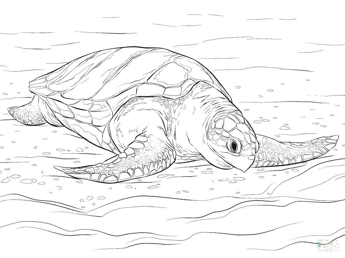 Название: Раскраска Черепаха в море. Категория: Животные. Теги: животные, черепаха, вода, море.