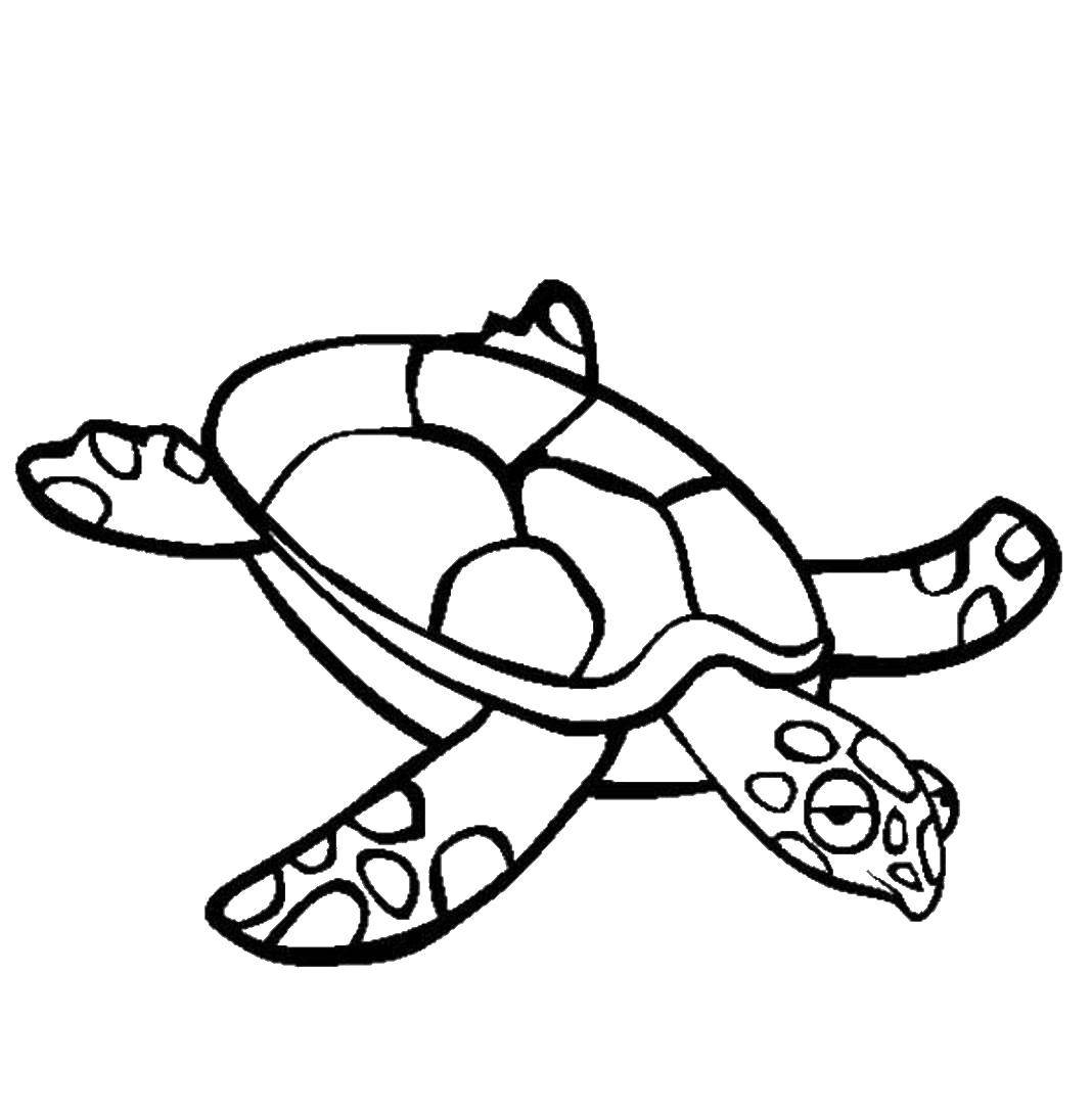 Coloring Bug. Category Animals. Tags:  animals, turtle, turtle.