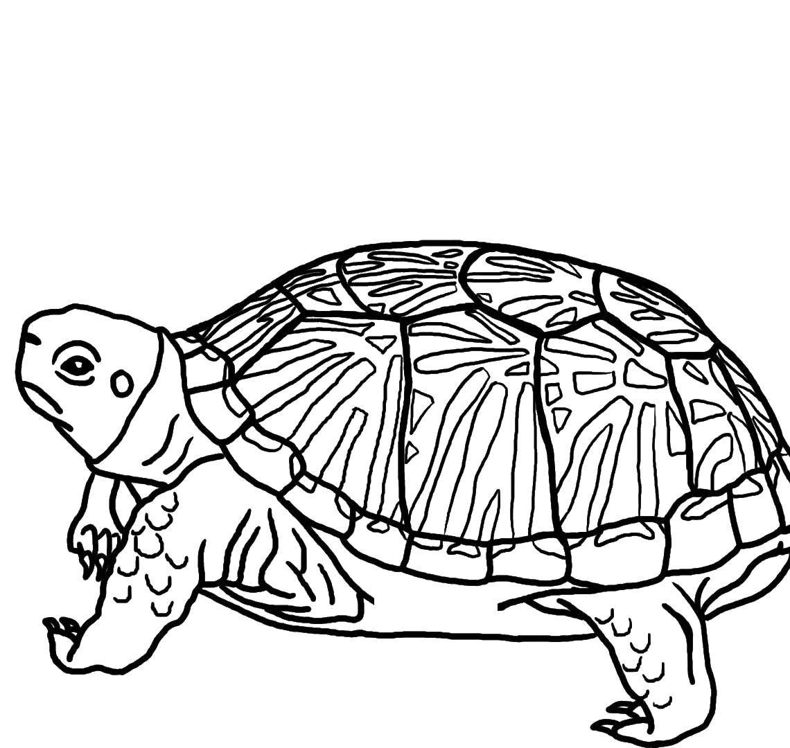 Coloring Bug. Category Animals. Tags:  animals, turtle, shell.