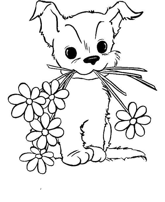 Название: Раскраска Щенок с цветами. Категория: домашние животные. Теги: щенок, цветы.