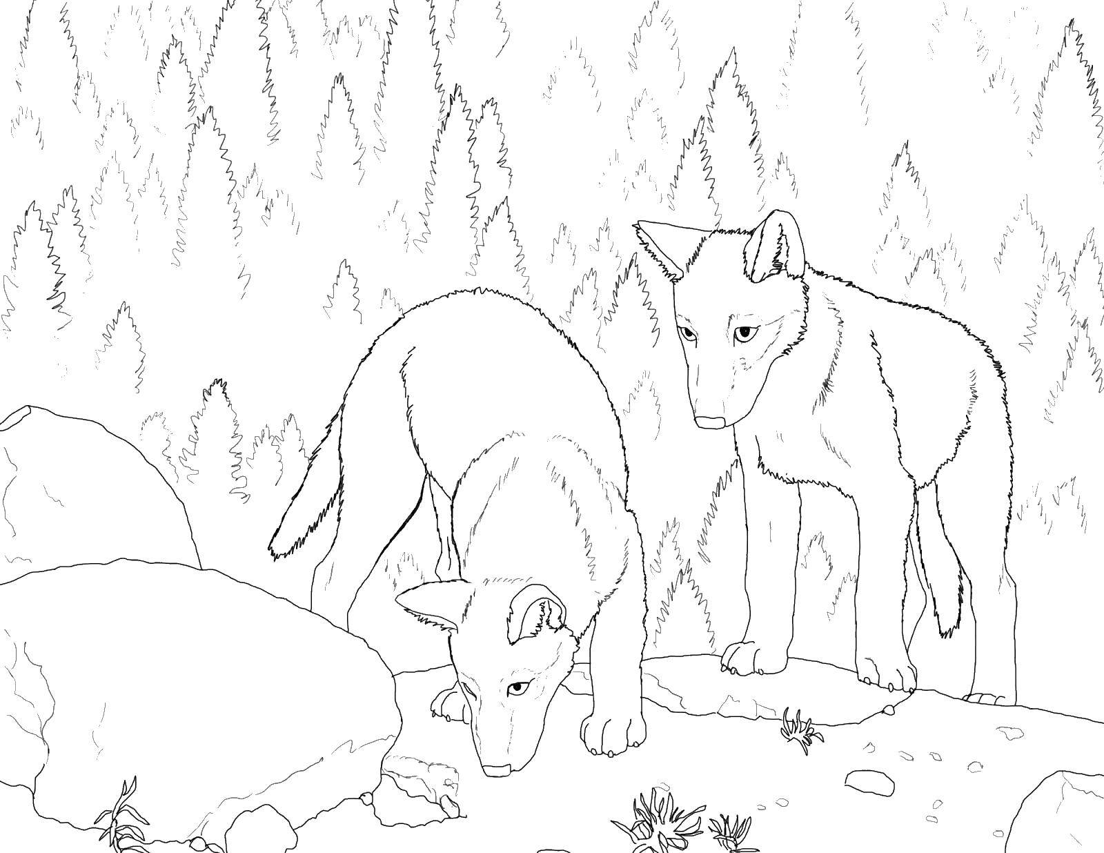 Название: Раскраска Волки в лесу. Категория: дикие животные. Теги: волки.