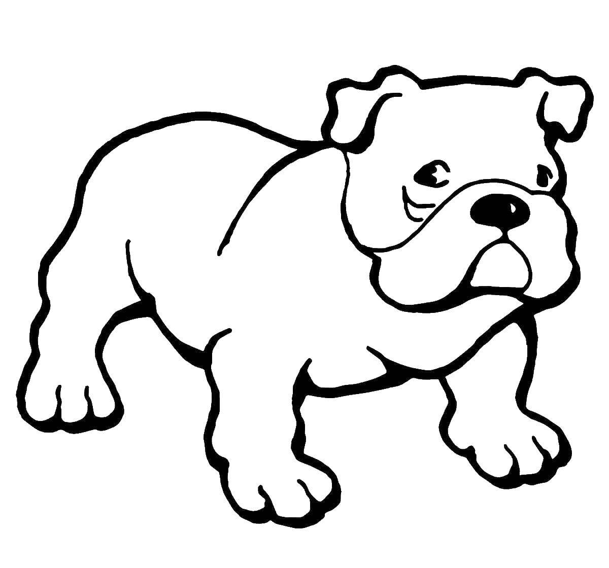 Coloring Bulldog. Category Pets allowed. Tags:  bulldog, dog.