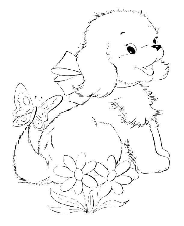 Coloring Puppy. Category Pets allowed. Tags:  animals, dog, puppy, dog.