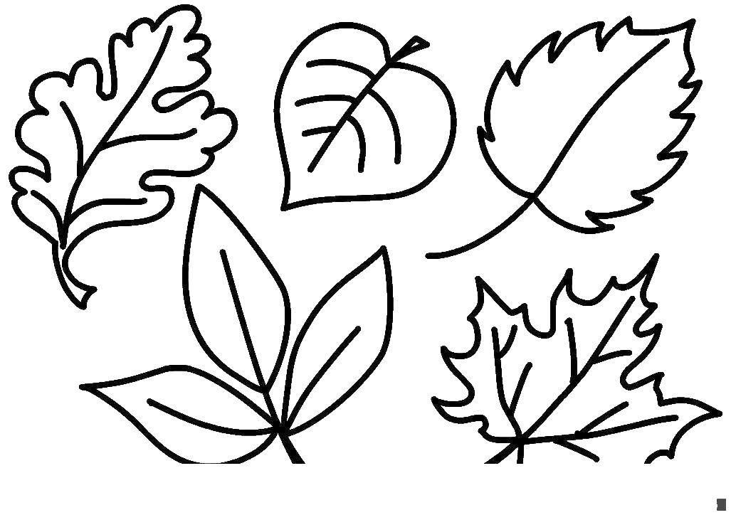 Название: Раскраска Листья. Категория: Растение. Теги: листья.