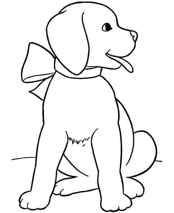 Название: Раскраска Собачка с бантиком. Категория: домашние животные. Теги: животные, собака, щенок, пес.