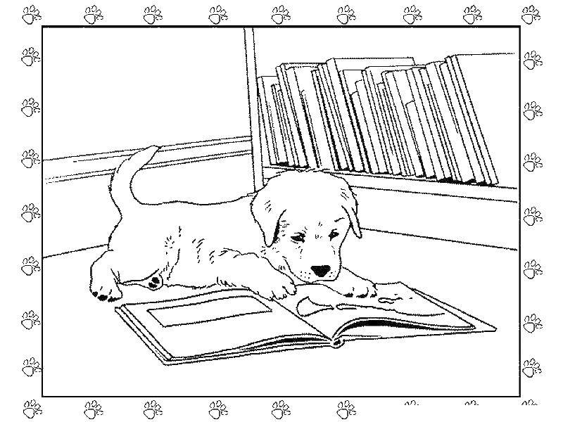 Coloring Puppy reading a book. Category Pets allowed. Tags:  puppy, book.