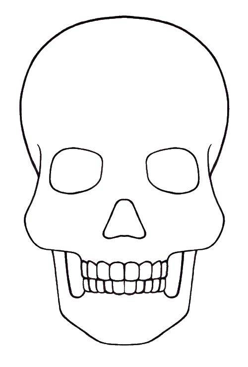 Coloring Skull. Category Skull. Tags:  Skull.