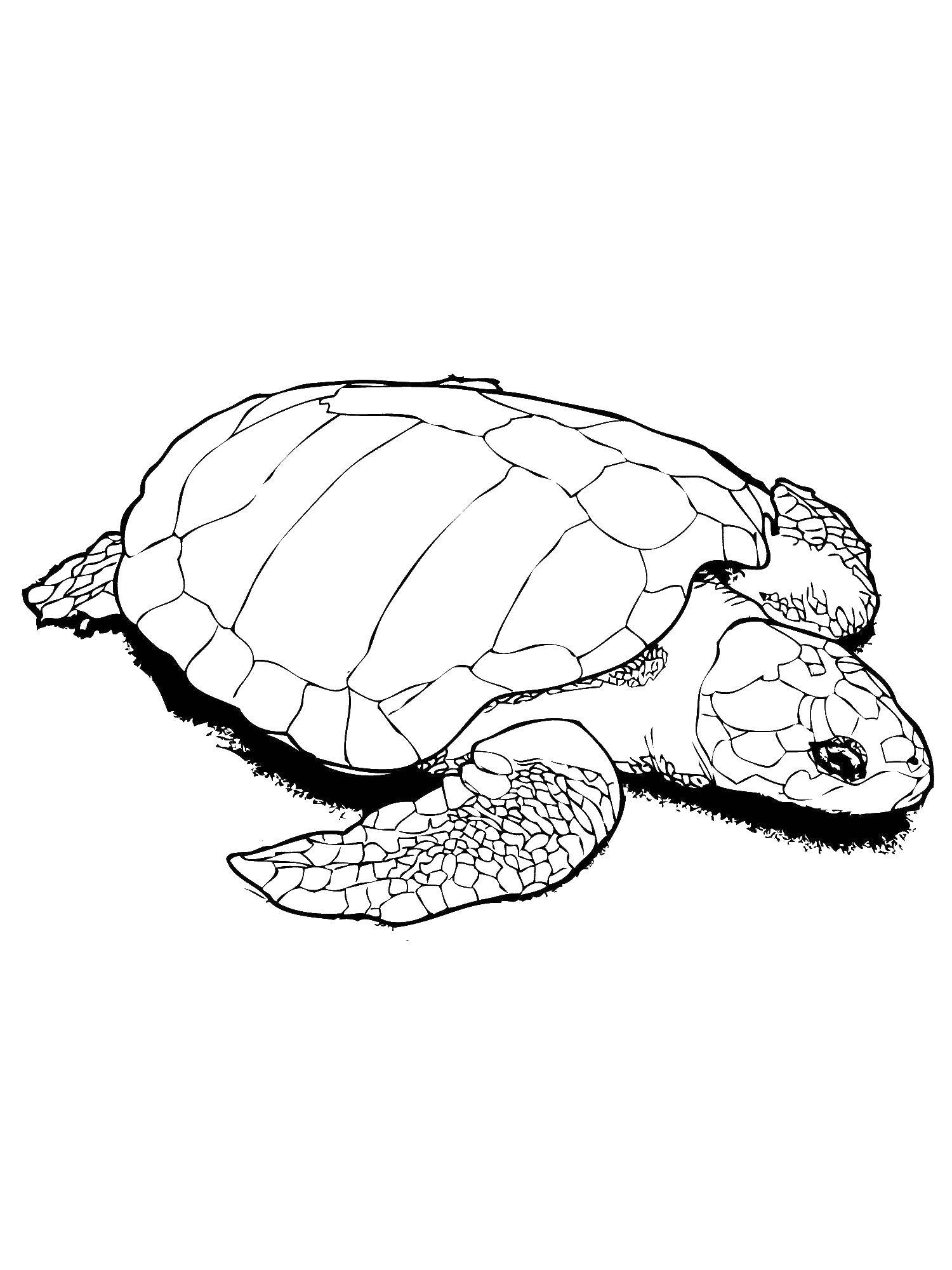 Coloring Turtle. Category coloring. Tags:  Turtle.