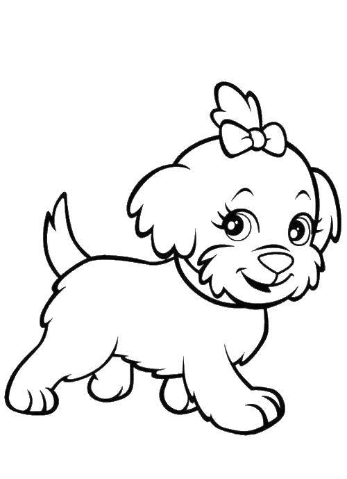 Название: Раскраска Милый щенок с бантиком. Категория: домашние животные. Теги: животные, собака, щенок, пес.