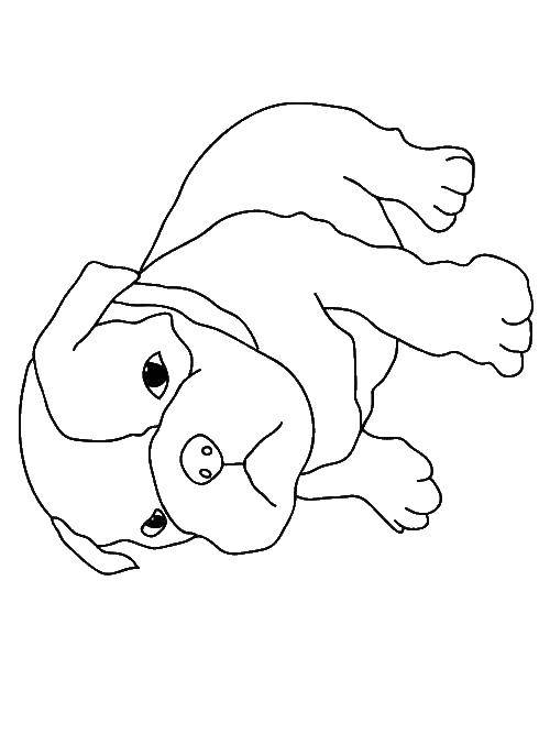 Название: Раскраска Грустный щенок. Категория: домашние животные. Теги: щенок.