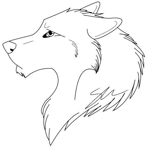 Coloring Wolf. Category wild animals. Tags:  wolf.