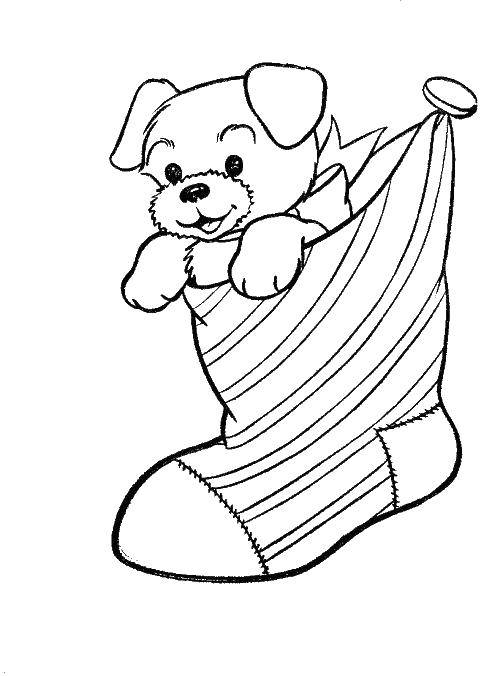 Coloring Cute puppy. Category Pets allowed. Tags:  animals, dog, puppy, dog.