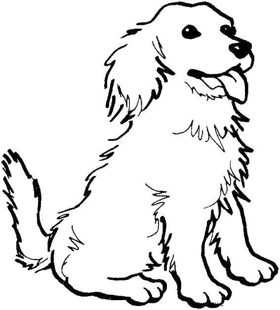 Название: Раскраска Песик с высунутым язычком. Категория: домашние животные. Теги: животные, собака, щенок, пес.