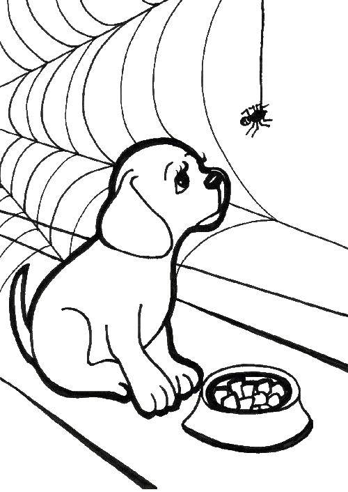 Coloring The puppy saw the spider. Category Pets allowed. Tags:  Animals, dog.