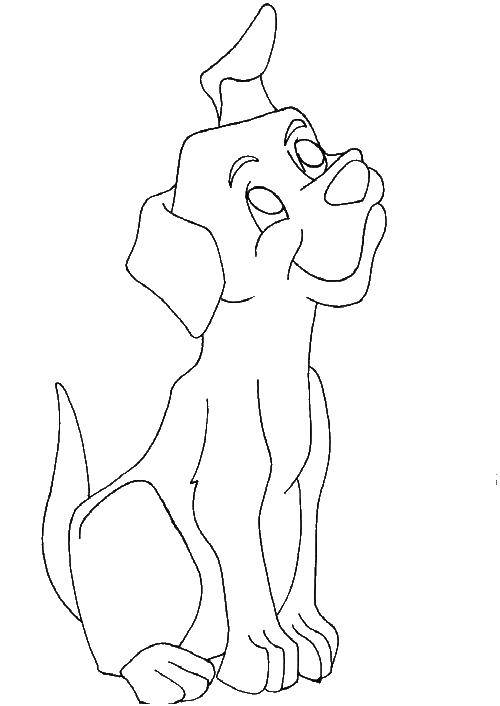 Название: Раскраска Верный щенок. Категория: домашние животные. Теги: Животные, собака.