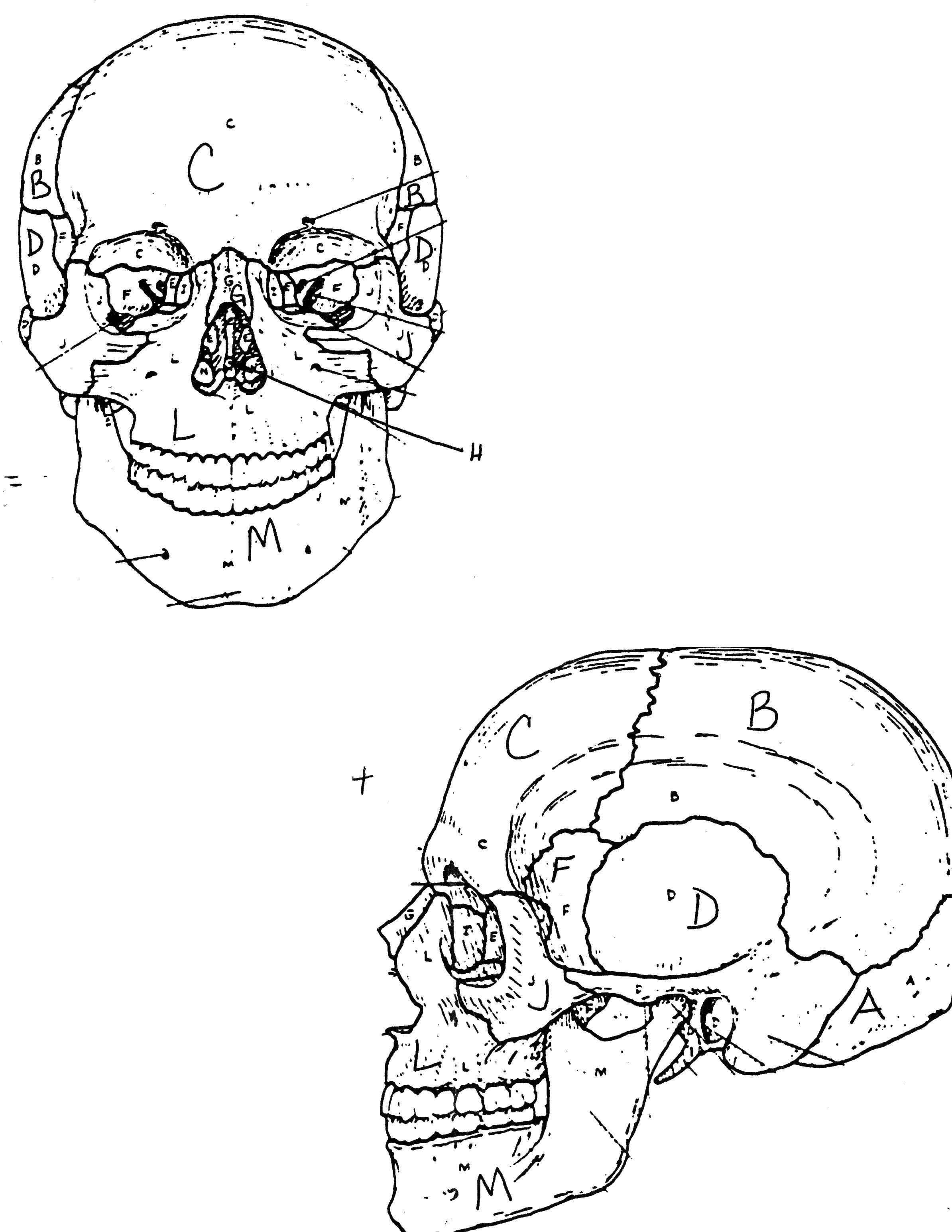 Coloring Skull. Category Skull. Tags:  skull.
