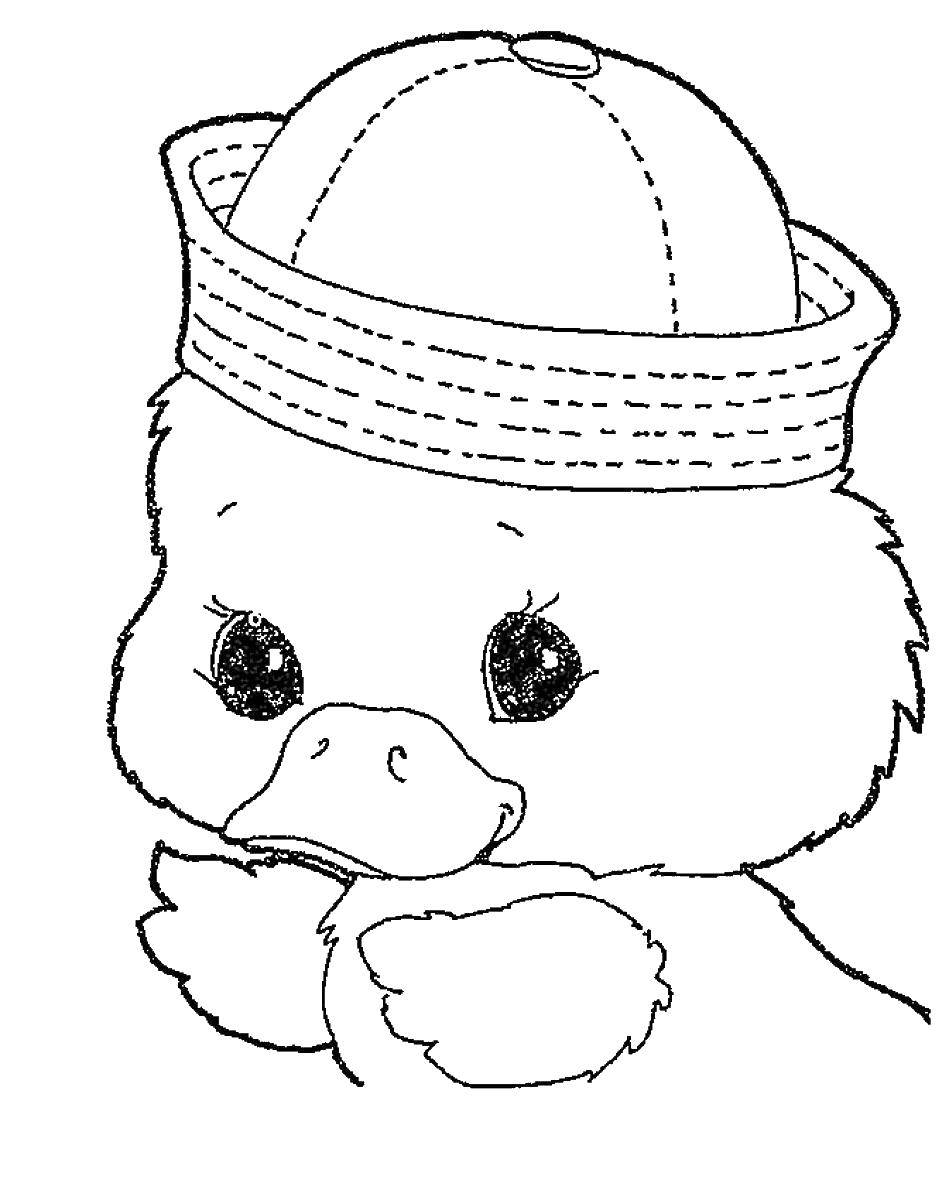 Coloring Duck in the hat. Category Pets allowed. Tags:  duckling.