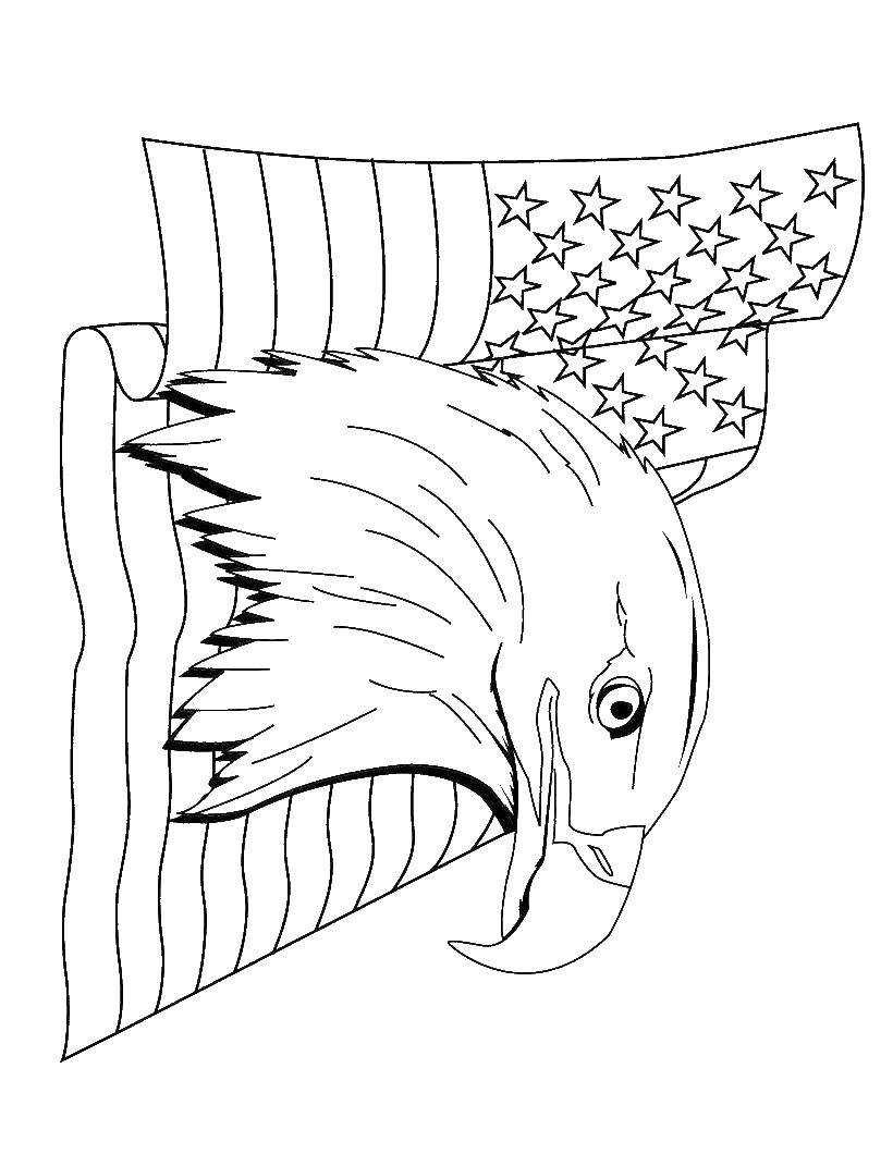 Название: Раскраска Американский флаг и белоголовый орлан символ сша. Категория: США. Теги: орлан, флаг, .