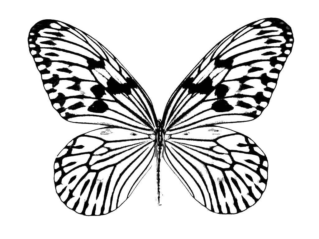 Название: Раскраска Бабочка. Категория: Насекомые. Теги: бабочка.