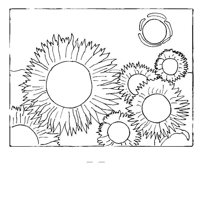 Coloring Sunflowers. Category flowers. Tags:  flowers, sunflowers.