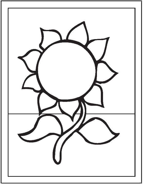 Название: Раскраска Подсолнух с двумя листами. Категория: цветы. Теги: подсолнух.