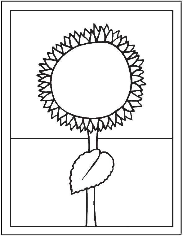 Coloring Sunflower with one leaf. Category flowers. Tags:  sunflower.