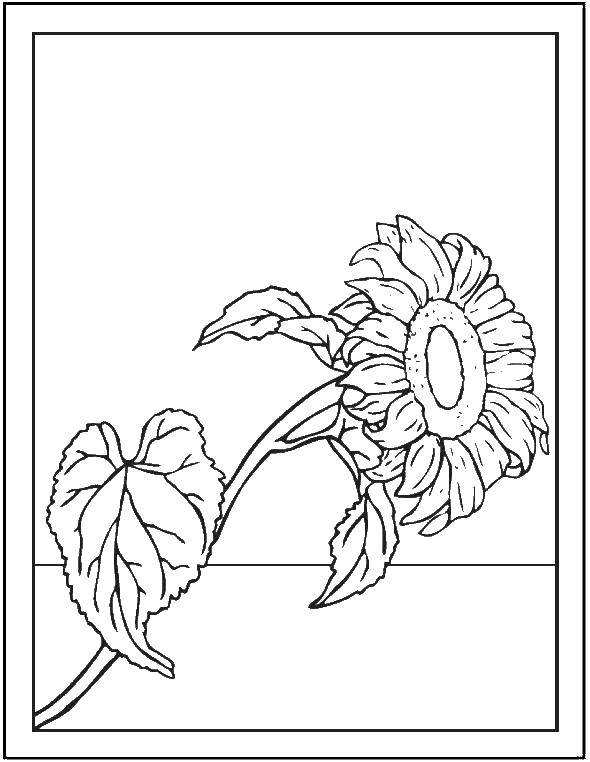 Название: Раскраска Подсолнух. Категория: цветы. Теги: цветы, растения, цветок.
